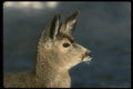 041015 Mule Deer A4 Photo Print