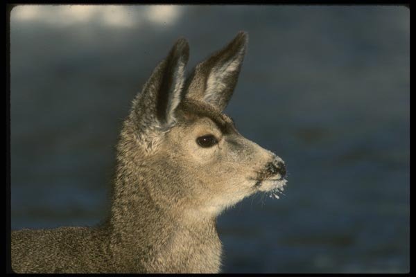 041015 Mule Deer A4 Photo Print