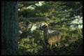 041016 Mule Deer Fawn A4 Photo Print