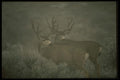 041017 Mule Deer Bucks A4 Photo Print