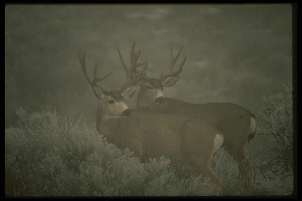 041017 Mule Deer Bucks A4 Photo Print