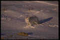 041018 Arctic Fox A4 Photo Print