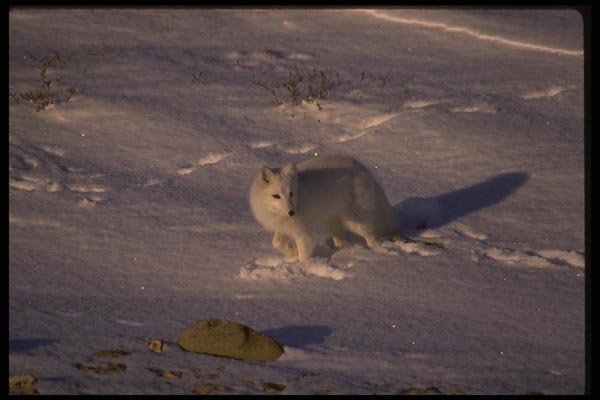 041018 Arctic Fox A4 Photo Print
