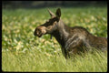 041019 Cow Moose A4 Photo Print