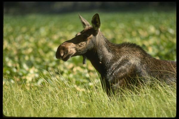 041019 Cow Moose A4 Photo Print