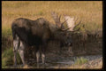 041020 Bull Boose A4 Photo Print
