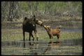 041021 Moose And Calf A4 Photo Print