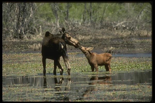 041021 Moose And Calf A4 Photo Print
