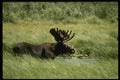 041022 Bull Moose In Velvet A4 Photo Print