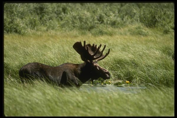 041022 Bull Moose In Velvet A4 Photo Print