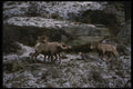 041023 Bighorn Rams A4 Photo Print