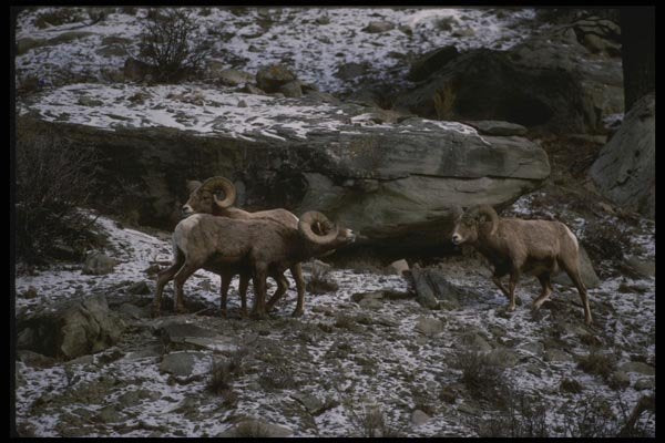 041023 Bighorn Rams A4 Photo Print
