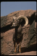 041024 Desert Bighorn Ram A4 Photo Print