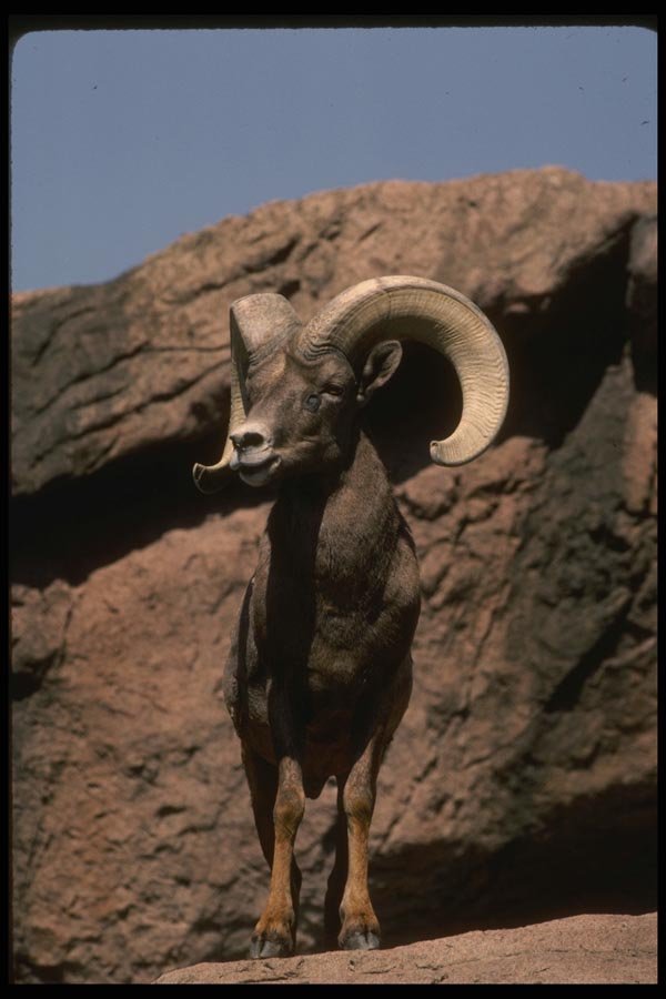 041024 Desert Bighorn Ram A4 Photo Print