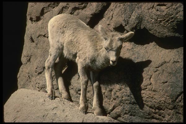 041025 Desert Bighorn Kid A4 Photo Print