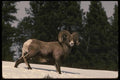 041026 Bighorn Ram A4 Photo Print