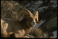 041027 Bighorn Ram A4 Photo Print