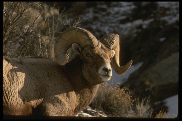 041027 Bighorn Ram A4 Photo Print