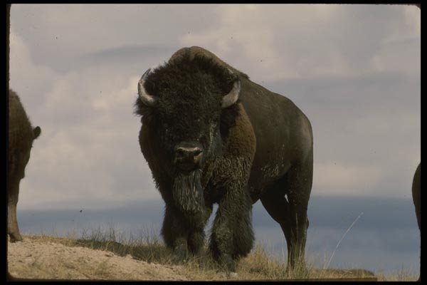 041028 Bison A4 Photo Print