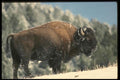 041029 Bison A4 Photo Print