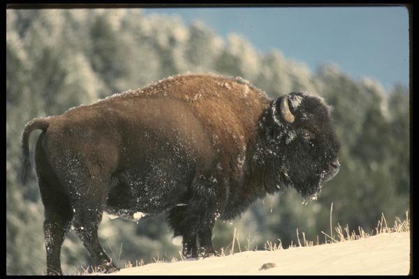 041029 Bison A4 Photo Print