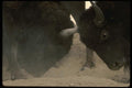 041030 Bison A4 Photo Print