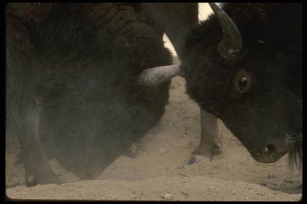 041030 Bison A4 Photo Print