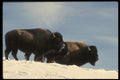 041031 Bison A4 Photo Print