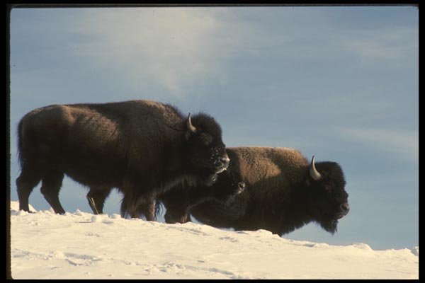 041031 Bison A4 Photo Print