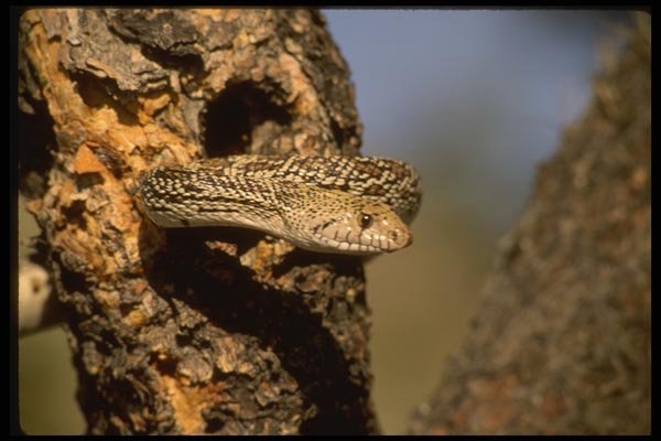 041032 Bull Snake A4 Photo Print