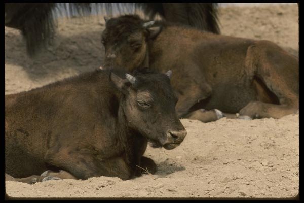 041033 Bison Calves A4 Photo Print