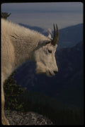041034 Mountain Goat A4 Photo Print