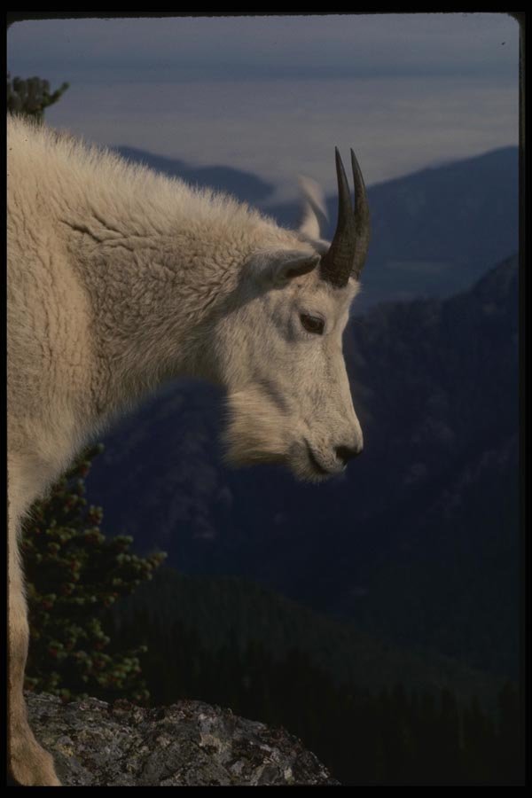 041034 Mountain Goat A4 Photo Print