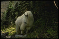 041035 Mountain Goat A4 Photo Print