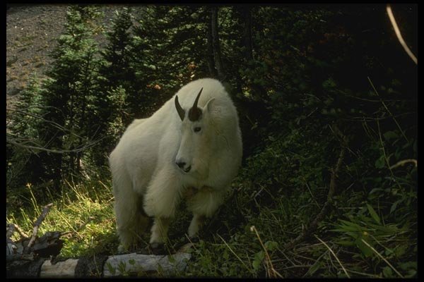 041035 Mountain Goat A4 Photo Print
