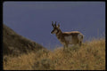 041036 Pronghorn Antelope A4 Photo Print