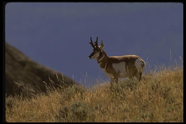 041036 Pronghorn Antelope A4 Photo Print