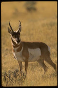 041037 Pronghorn Antelope A4 Photo Print
