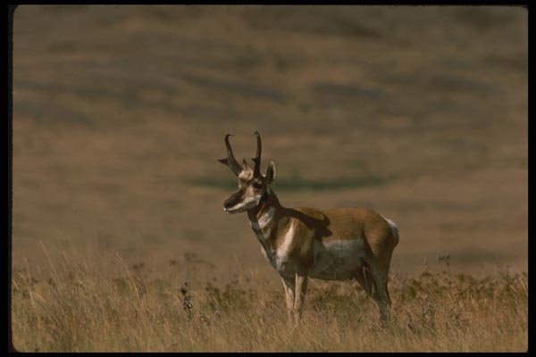 041038 Pronghorn Antelope A4 Photo Print