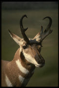 041039 Pronghorn Antelope A4 Photo Print