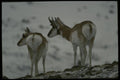 041040 Pronghorn Antelope A4 Photo Print