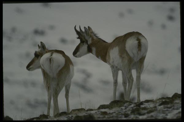 041040 Pronghorn Antelope A4 Photo Print