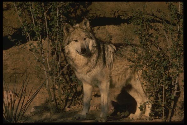 041041 Mexican Wolf A4 Photo Print