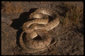 041042 Glossy Snake A4 Photo Print