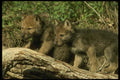 041043 Timber Wolf Cubs A4 Photo Print