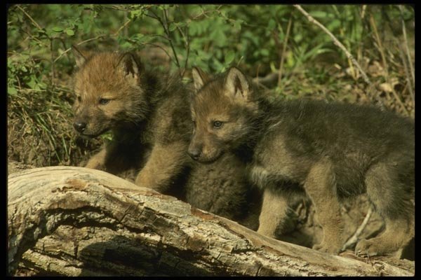 041043 Timber Wolf Cubs A4 Photo Print