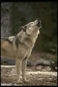 041044 Timber Wolf Howling A4 Photo Print