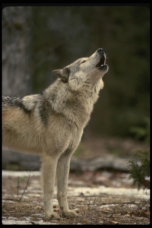 041044 Timber Wolf Howling A4 Photo Print