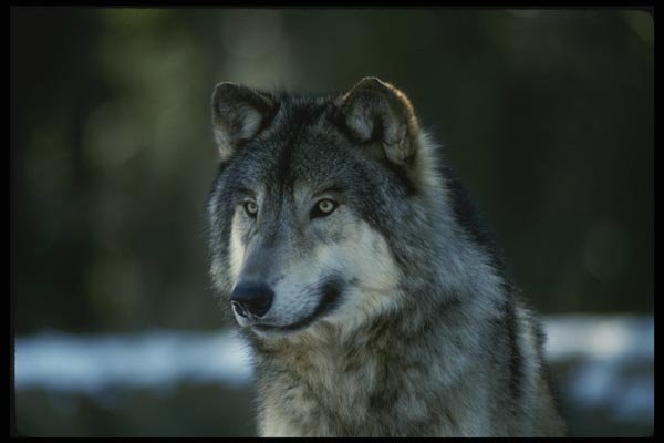 041045 Timber Wolf A4 Photo Print
