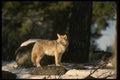 041046 Coyote A4 Photo Print